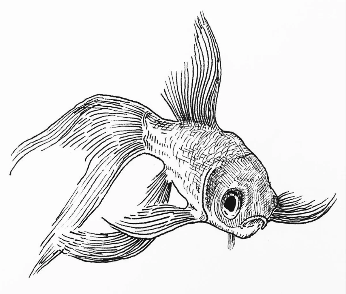 Ink goldfish