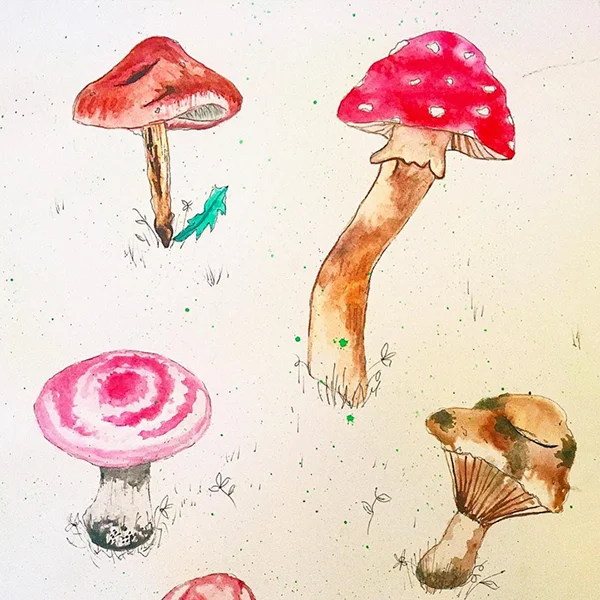 Watercolor and ink mushroom studies