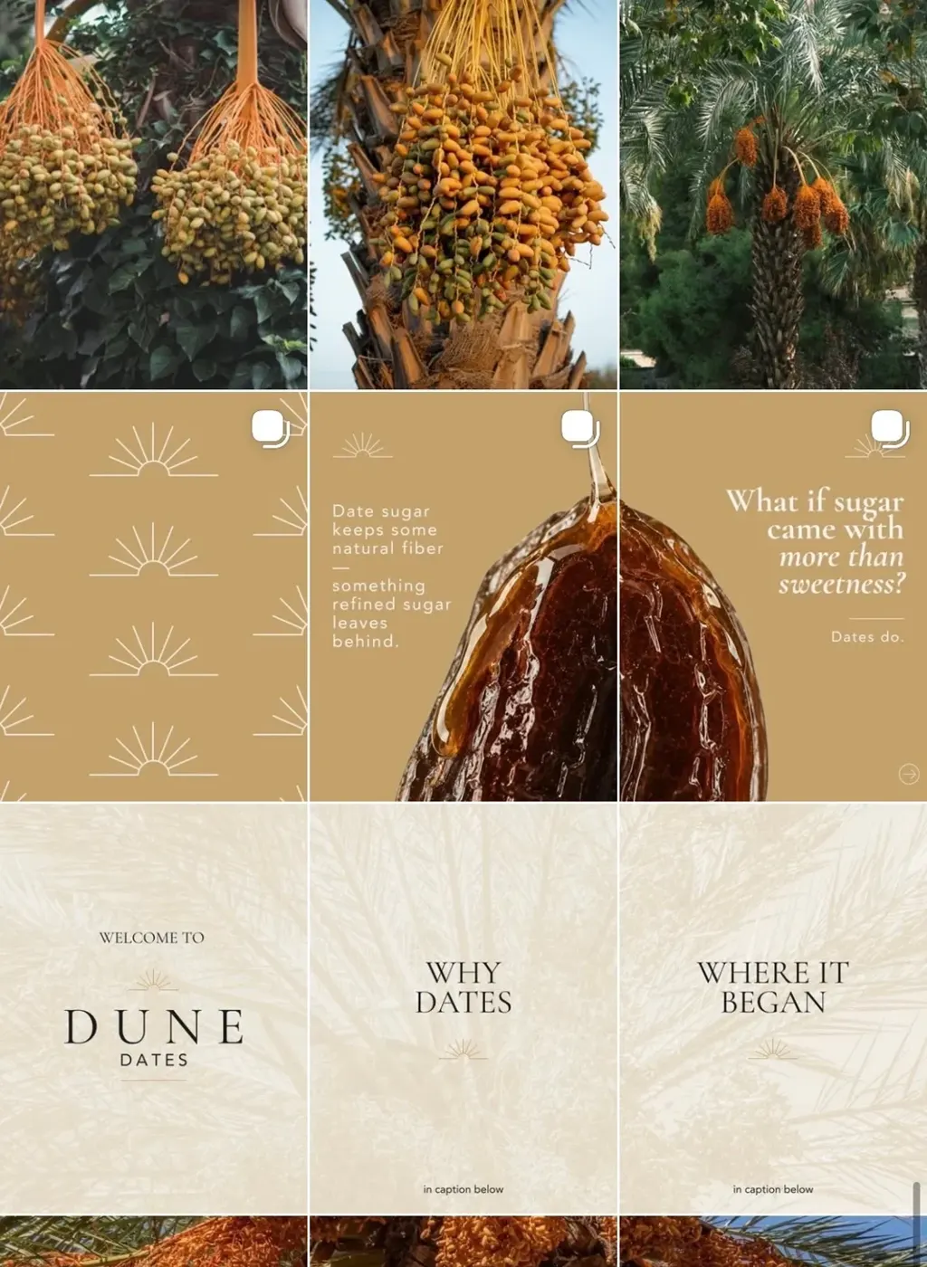 Dune Dates Instagram grid: date palms, gold sunrise-pattern carousels, and Welcome to Dune, Why Dates and Where It Began posts