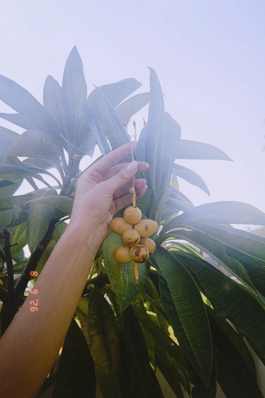 A hand holding a sprig of fresh dates up against green leaves and a hazy sky
